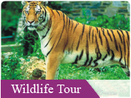 Wild Life Tours